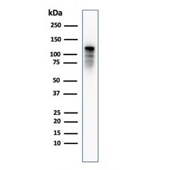 Drebrin 1 Antibody