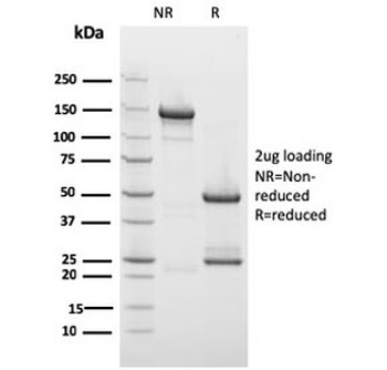 Drebrin 1 Antibody