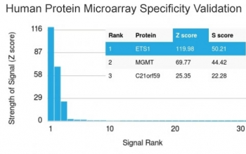 ETS1 Antibody