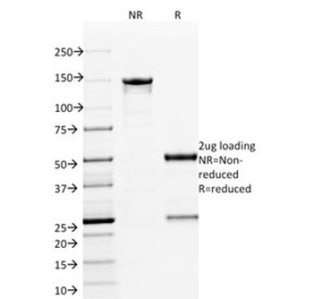 ETS1 Antibody