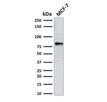 EZH2 Antibody