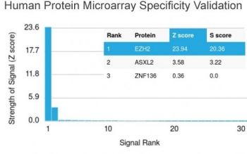 EZH2 Antibody