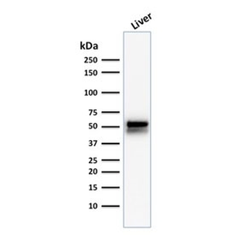 ALDH1A1 Antibody / Acetaldehyde dehydrogenase 1