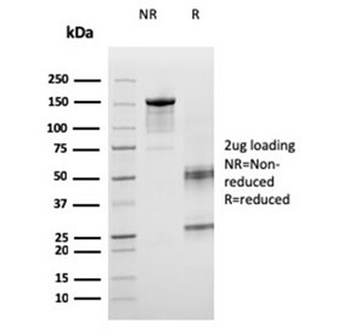 ICOS-L Antibody / ICOS Ligand / B7RP-1