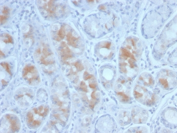 Gastrin Antibody