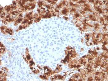 Glycoprotein 2 Antibody / GP2 / ZAP75