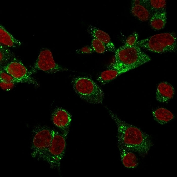 CSPG4 Antibody / NG2