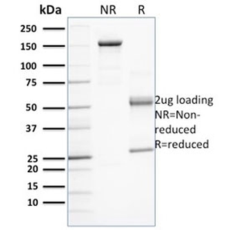 PD-L1 Antibody / B7-H1 / CD274