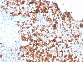 Granzyme B Antibody
