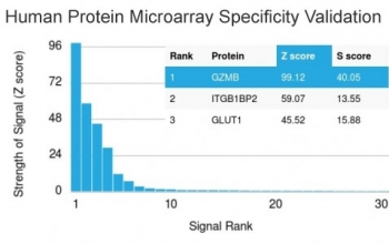 Granzyme B Antibody