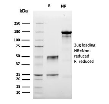 Granzyme B Antibody