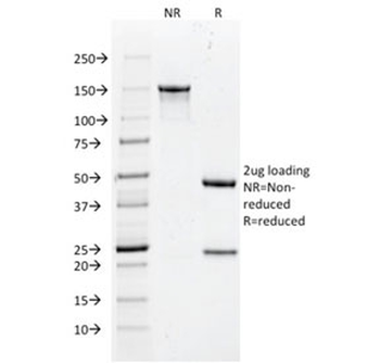Histone H1 Antibody