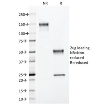 Annexin A1 Antibody