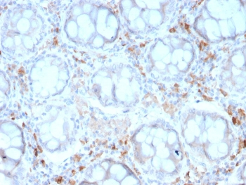 DC-SIGN Antibody / CD209