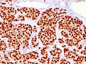 FOXA1 Antibody