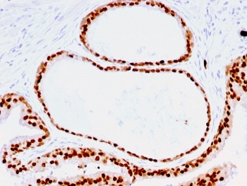 FOXA1 Antibody