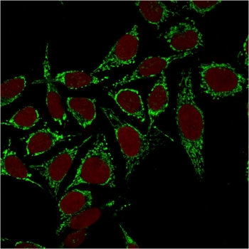 HSP60 Antibody