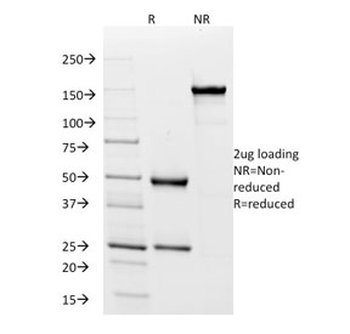 Human IgD Antibody / Heavy chain