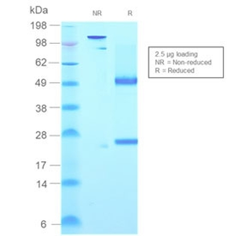 IgM Heavy Chain Antibody