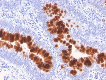 Fas Antibody / CD95