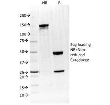 IL-4 Antibody