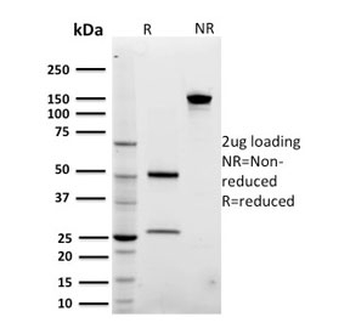ARF1 Antibody / ADP-ribosylation factor 1