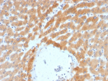ARF1 Antibody