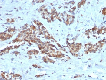 ARF1 Antibody