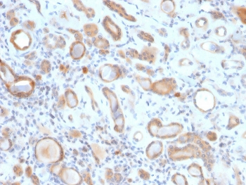 ARF1 Antibody