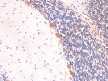ARF1 Antibody