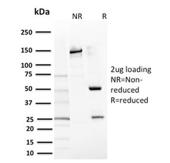c-Kit Antibody / CD117