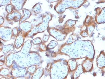 KRT7 Antibody / Cytokeratin 7