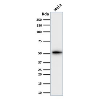 KRT7 Antibody / Cytokeratin 7