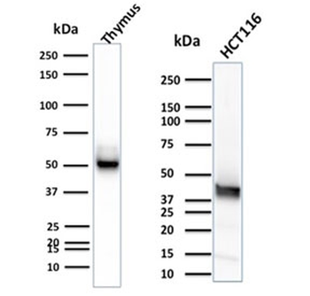 KRT15 Antibody / Cytokeratin 15