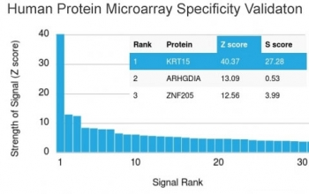 KRT15 Antibody / Cytokeratin 15