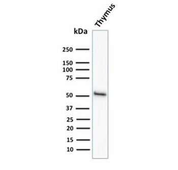 KRT15 Antibody / Cytokeratin 15