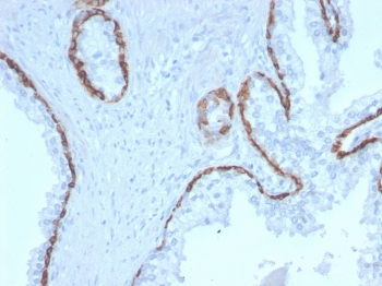 KRT15 Antibody / Cytokeratin 15