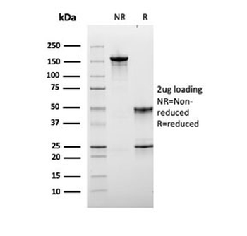 LAG3 Antibody / CD223