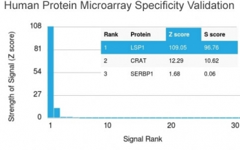 LSP1 Antibody / Lymphocyte Specific Protein 1