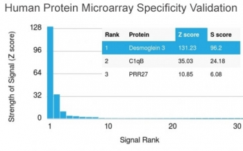 Desmoglein 3 Antibody / DSG3