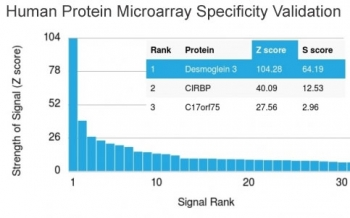 Desmoglein 3 Antibody / DSG3