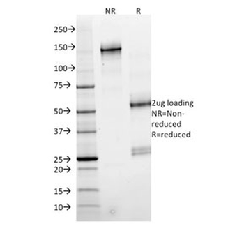 SMAD4 Antibody
