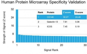 CD146 Antibody / MCAM / MUC18