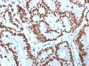 MCM6 Antibody