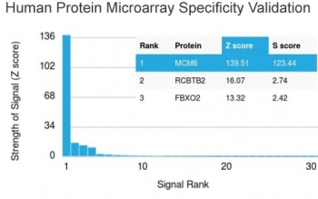MCM6 Antibody