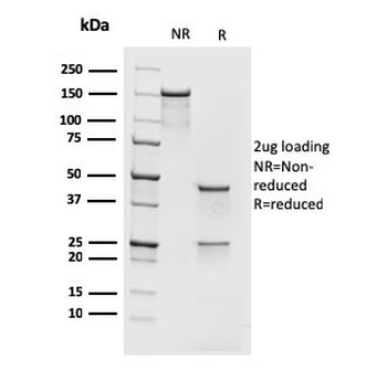 MCM7 Antibody