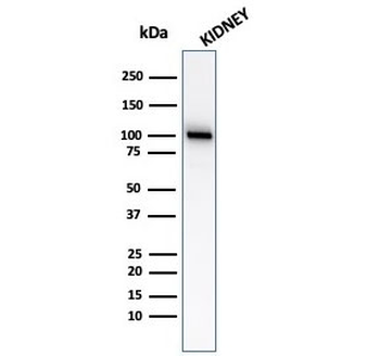 CD10 Antibody / Neprilysin