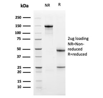 PD-L1 Antibody / B7-H1 / CD274
