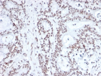 NRF1 Antibody / Nuclear Respiratory Factor 1