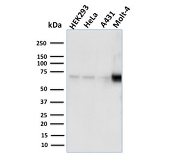 NRF1 Antibody / Nuclear Respiratory Factor 1